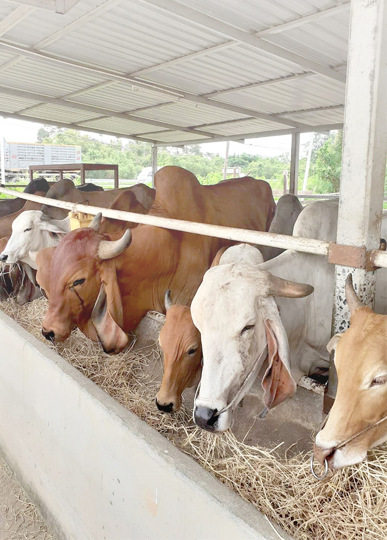 獸藥殘留檢測產(chǎn)品